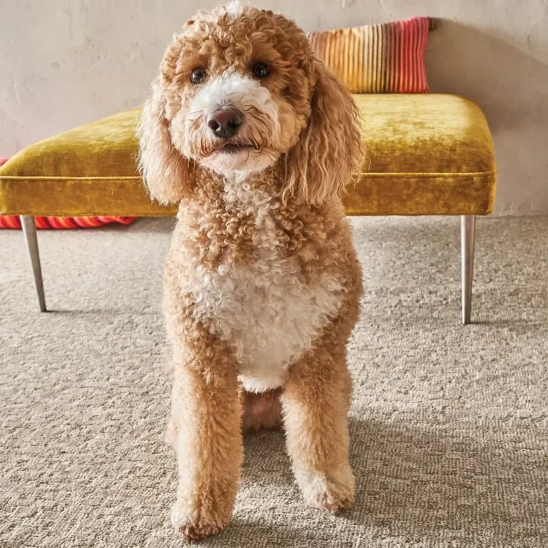 ZZ221 Paw Tay 00173BirchDT 056 1 | Lasting Luxury Flooring